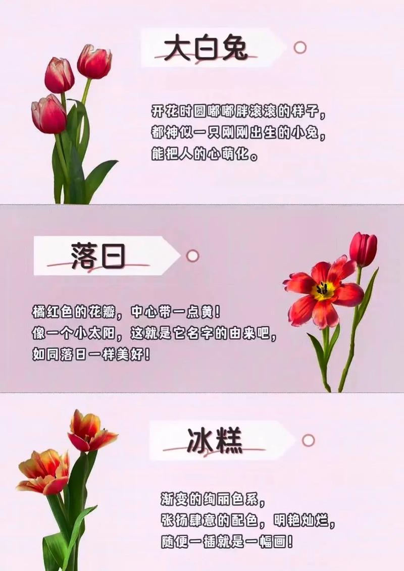 各色郁金香的花语分别是什么