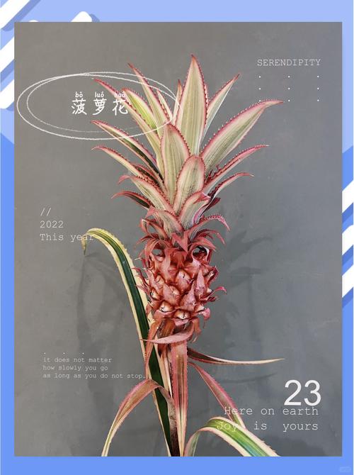凤梨花的养殖方法,4个步骤养殖美丽的凤梨花