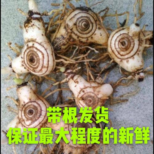 新鲜白芨多少钱一斤,我又卖的