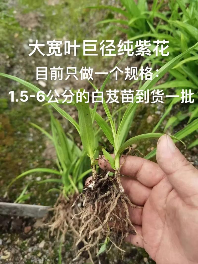白芨市场价多少钱一斤