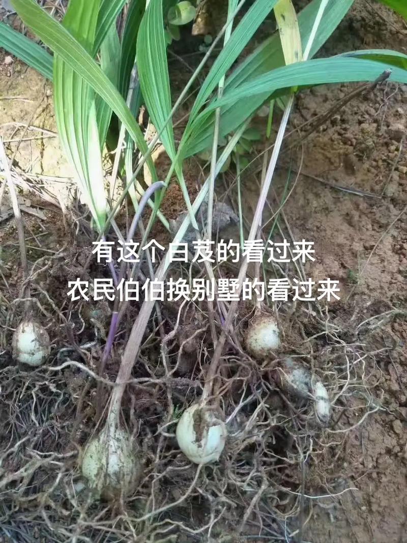 白芨费用是多少钱一斤