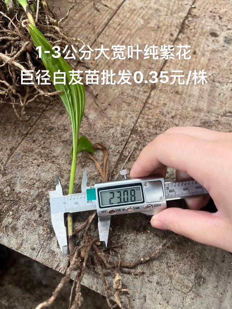 白芨的市场价是多少?