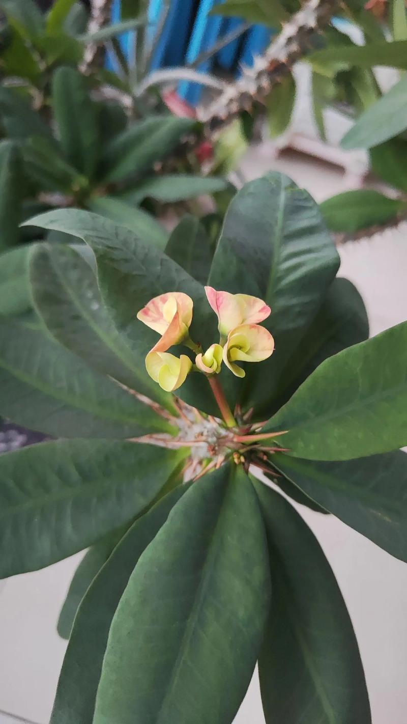 虎刺花有毒吗