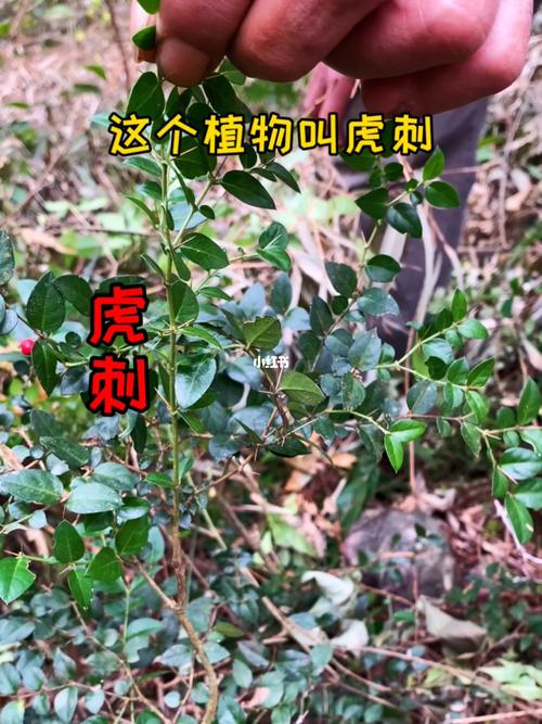 虎刺花有多大危害