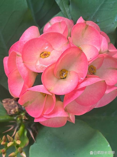 虎刺花有毒吗?