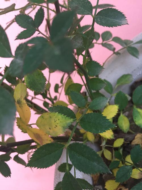 蔷薇花叶子发黄干叶