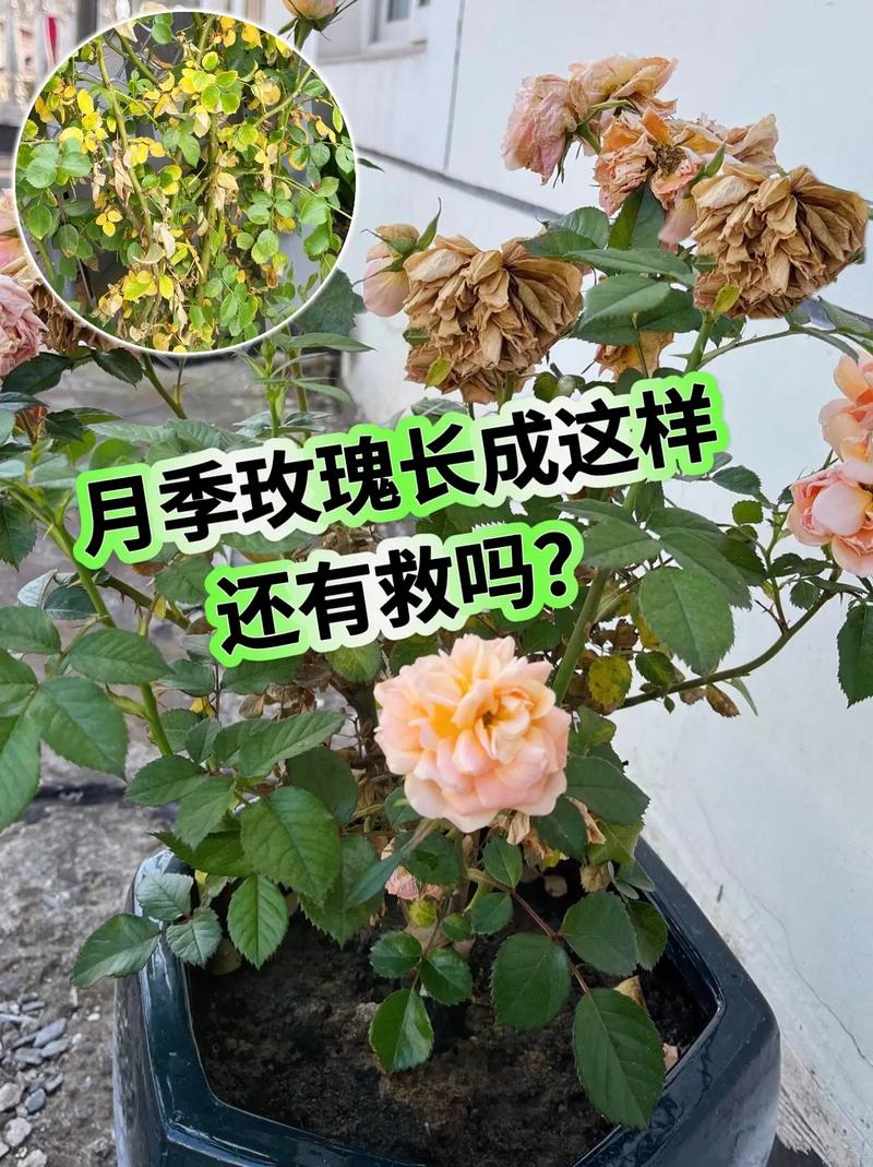 蔷薇叶子发黄怎么挽救