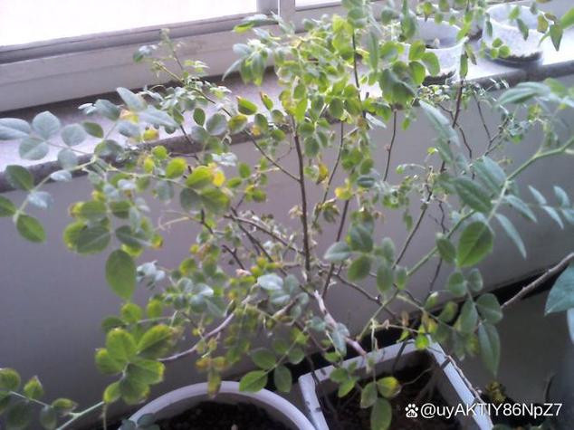 蔷薇花叶子发黄枯萎脱落怎么办