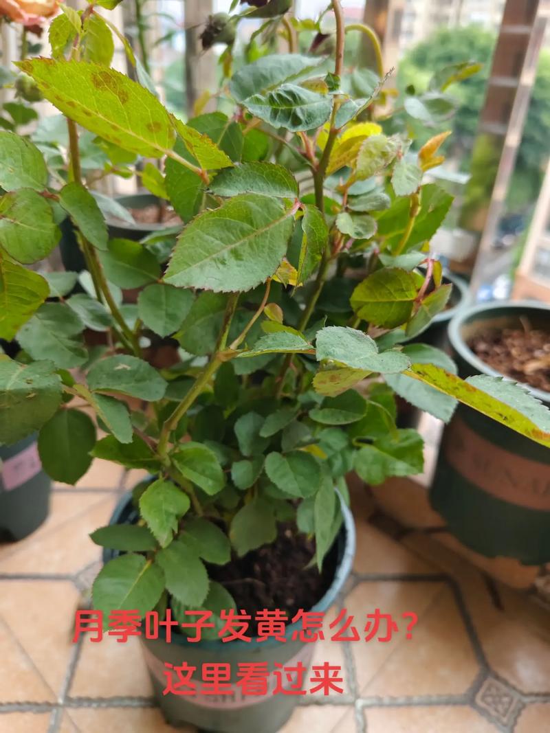 蔷薇花叶子发黄怎么办