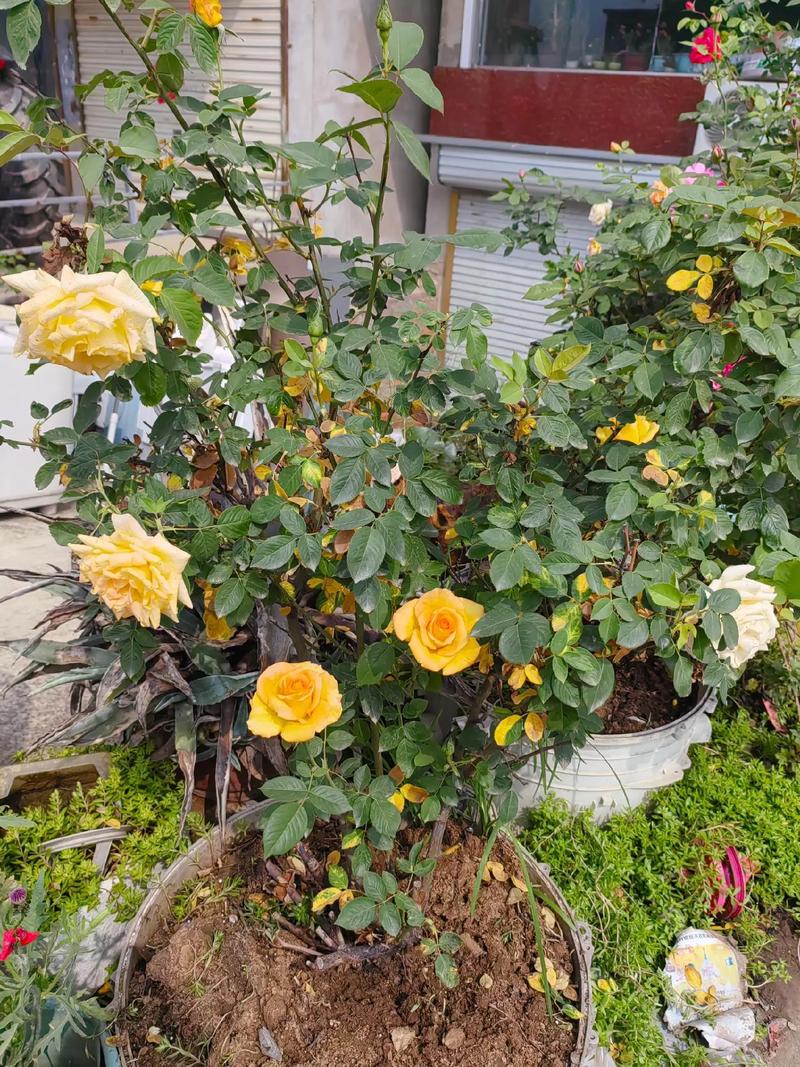 蔷薇花叶子有点黄,怎么办