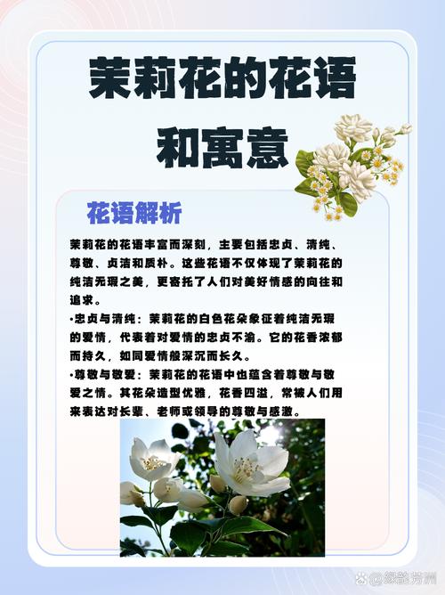白茉莉的花语是什么?