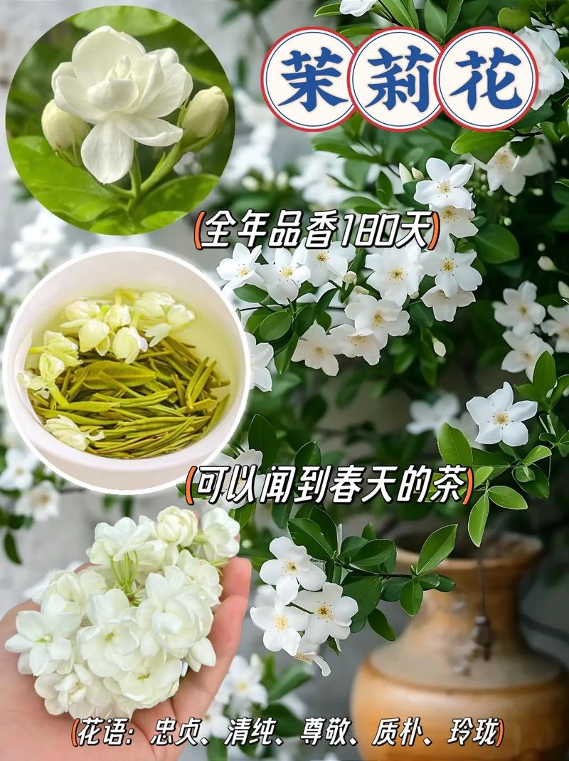 白茉莉的花语是什么意思