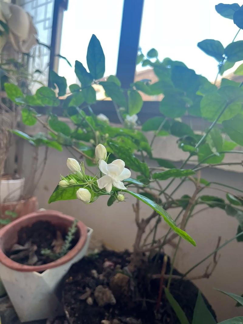白茉莉花语是什么意思