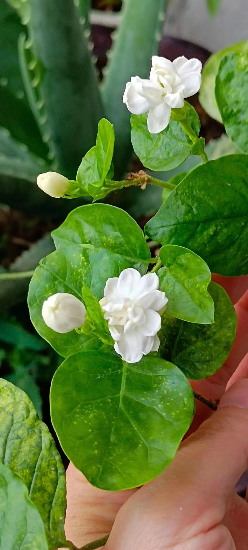 纯白色茉莉花语
