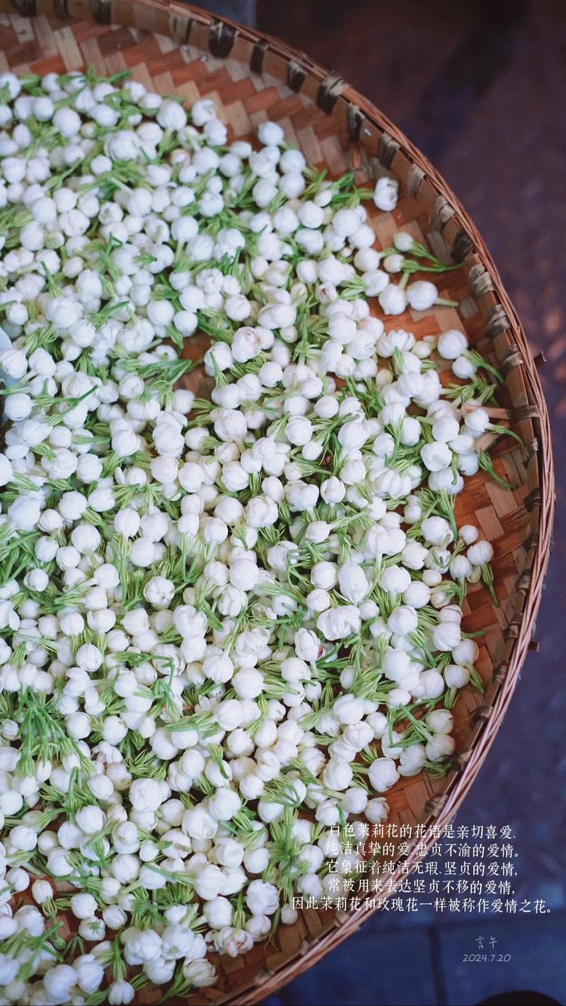 白色茉莉花花语