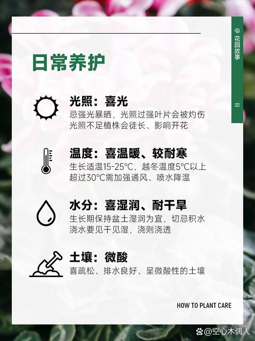 仙客来花期是几月