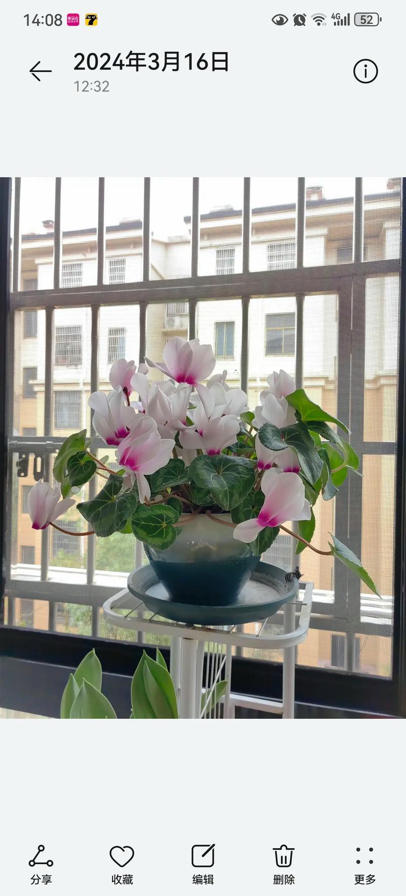 仙客来多少天开花