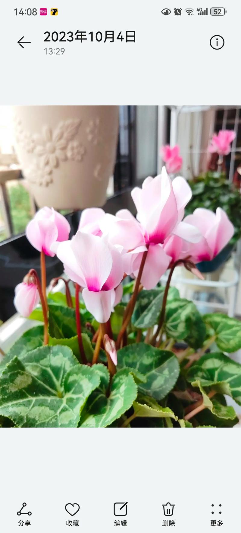 [仙客来花期]仙客来什么时候开花