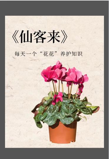 可可爱爱的兔子花—仙客来