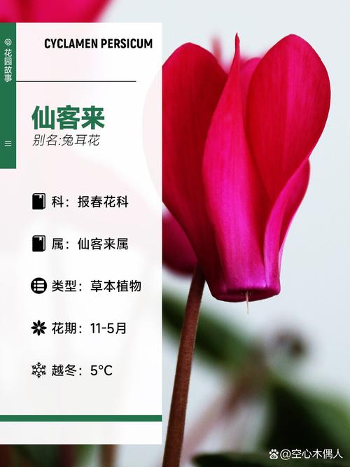 仙客来的花期多长时间