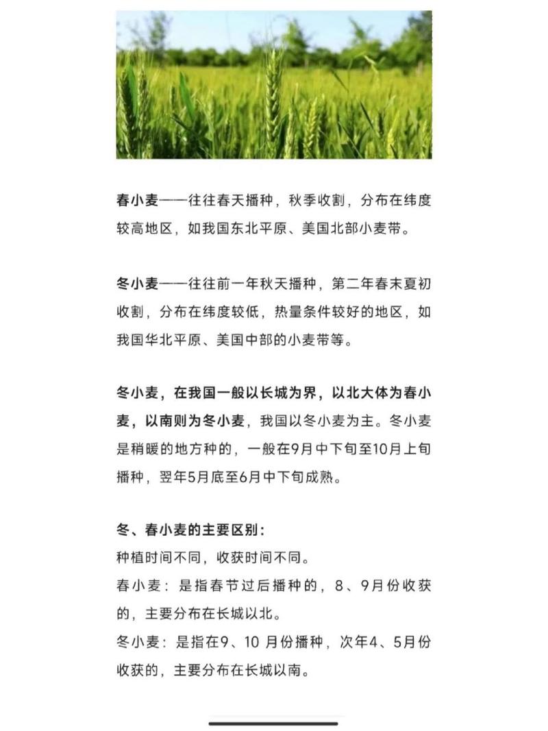 春小麦和冬小麦有哪些区别