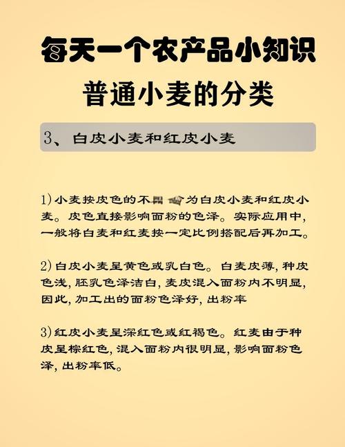 冬小麦和春小麦的分布地区