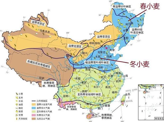 粮食作物中的“冬小麦”和“春小麦”,两者有什么区别?