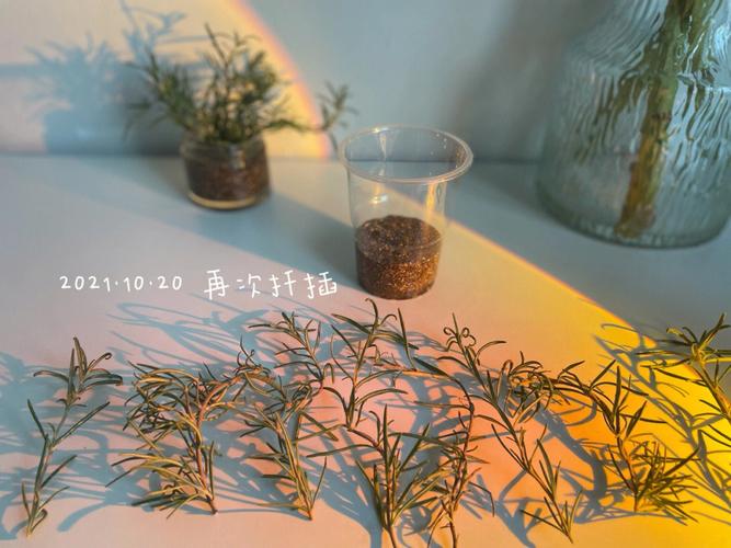 迷迭香扦插多久生根
