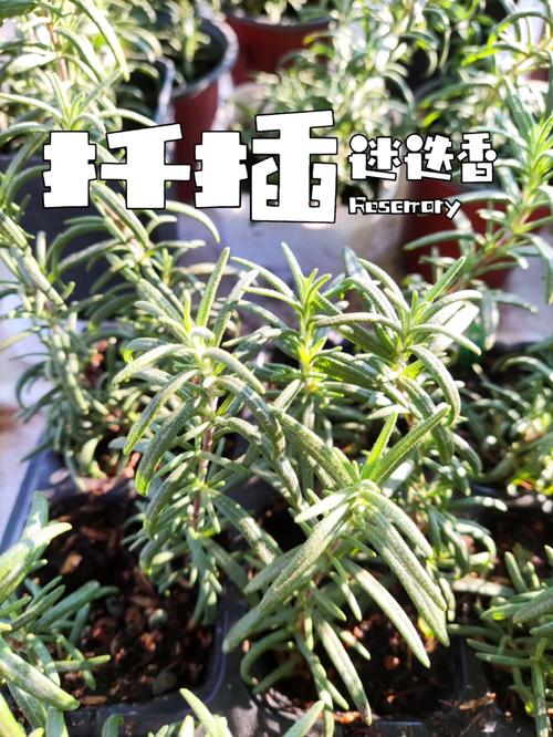 迷迭香什么时候扦插比较好