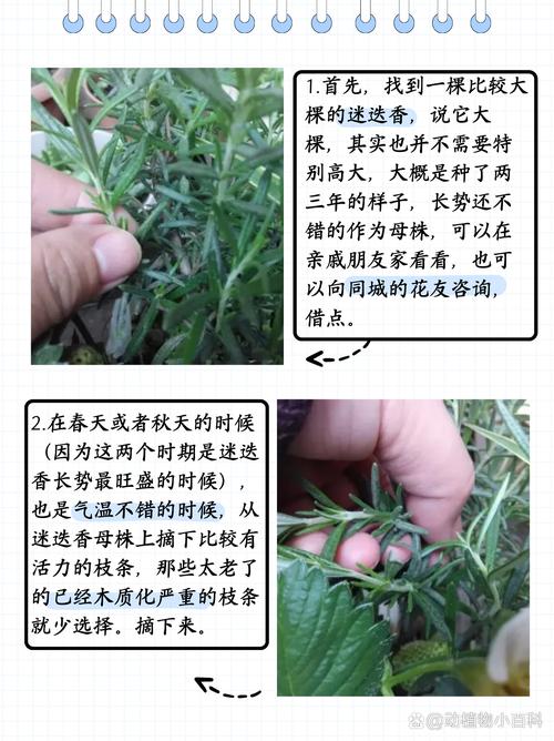 迷迭香可以扦插吗