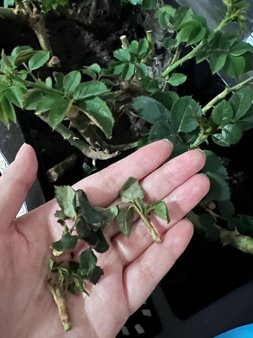 丁香花叶子发蔫是什么原因