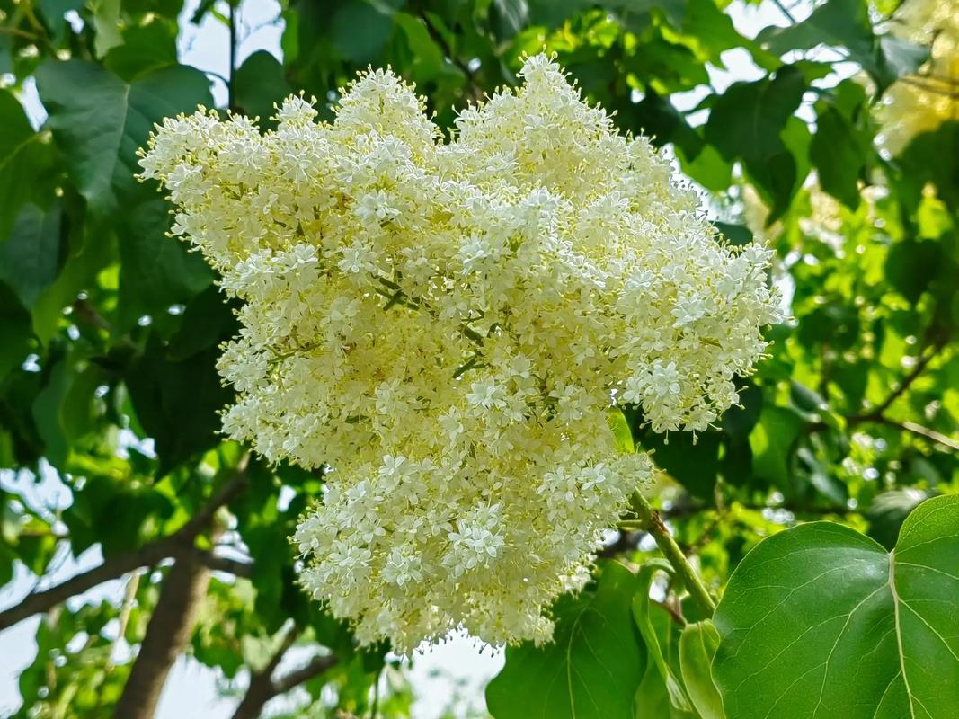 丁香花叶子蔫了怎么办,打蔫原因及补救方法