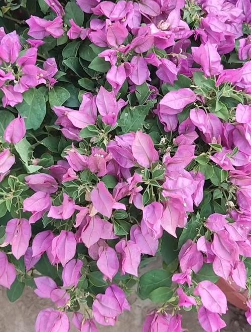 丁香花叶子发蔫怎么回事,叶子发蔫怎么办
