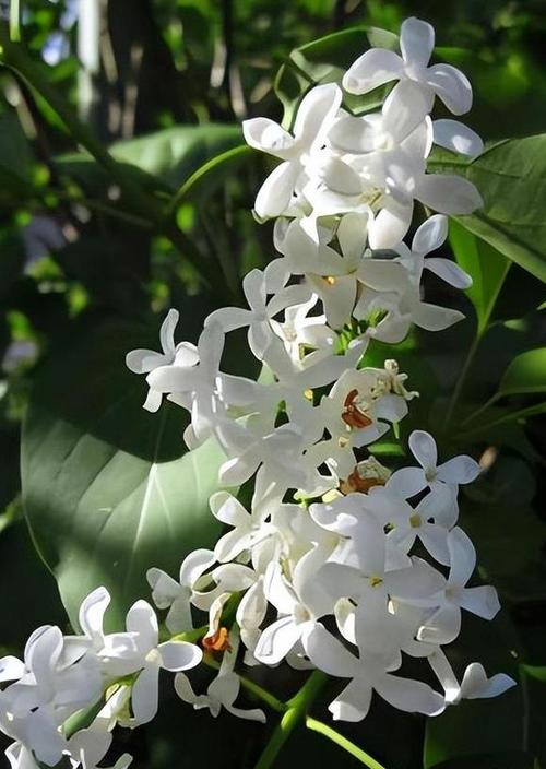 丁香花叶子发蔫是什么原因呢?怎么解决呢?