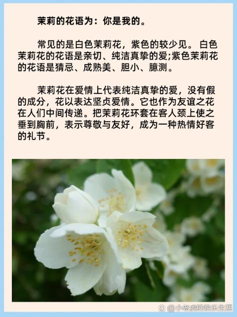 茉莉花寓意及花语