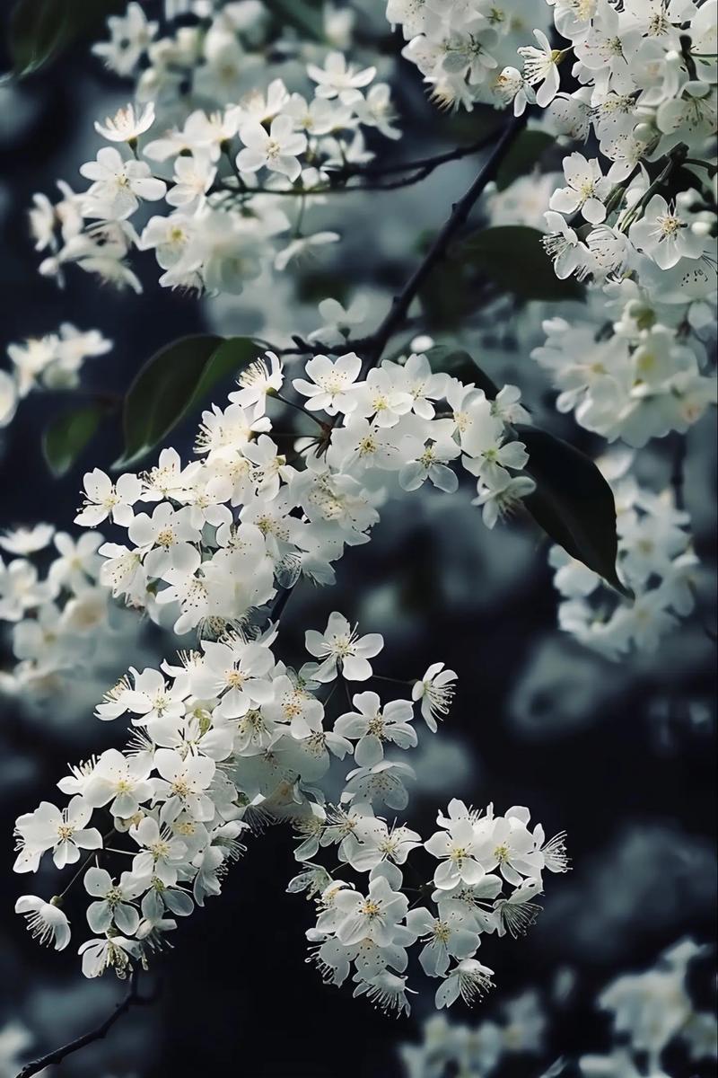 茉莉花的花语,茉莉花可以送人吗