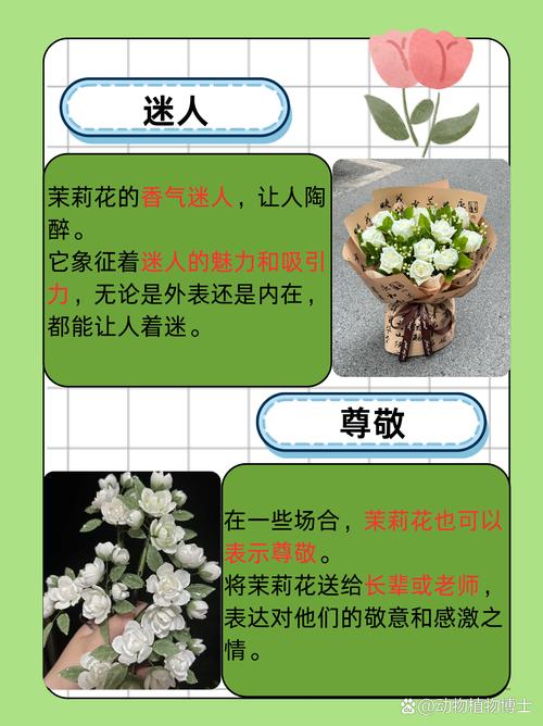 茉莉花的花语