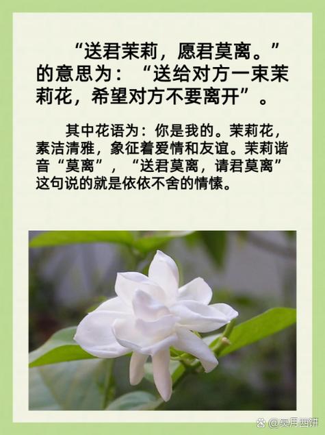 为什么不能送茉莉花给朋友?