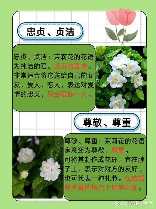 茉莉花的花语是什么
