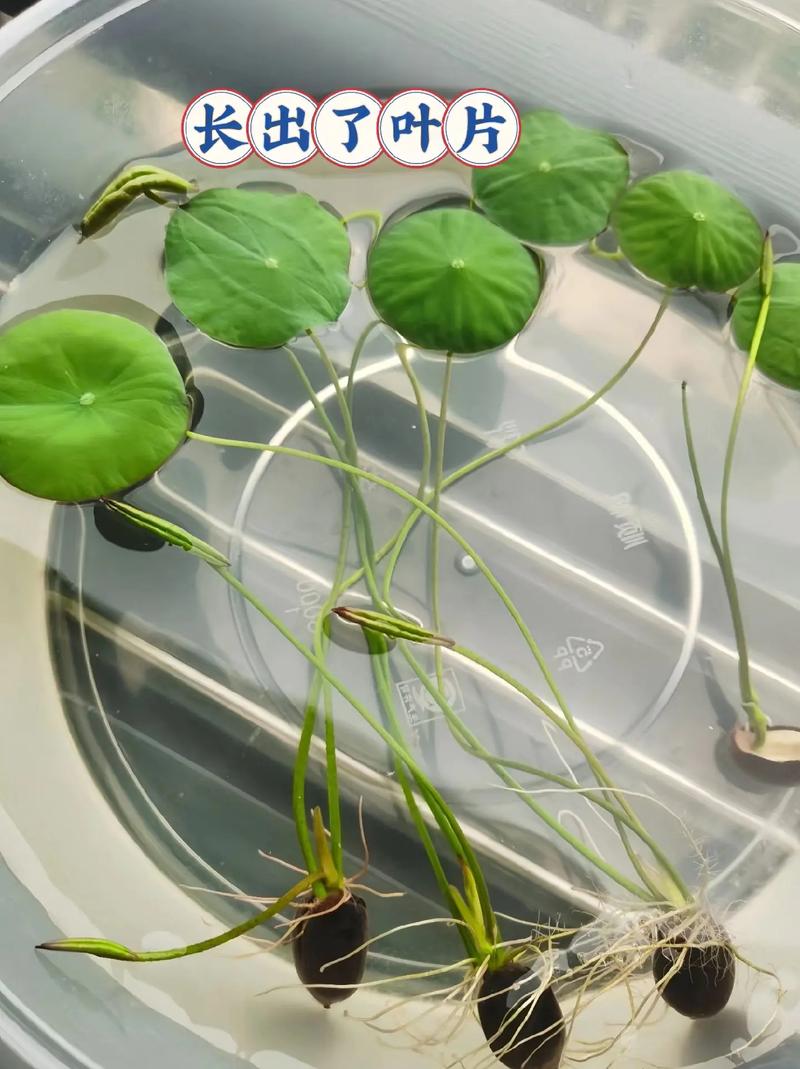 如何帮荷花种子开口