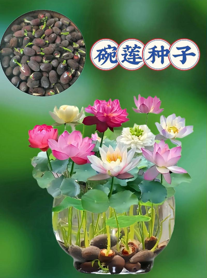 荷花种子怎么发芽