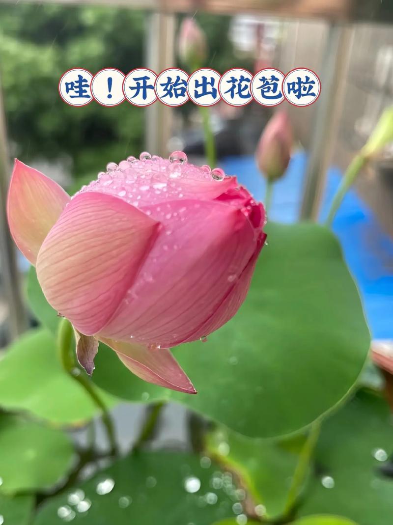 荷花种子怎么开口,开口后要如何种植