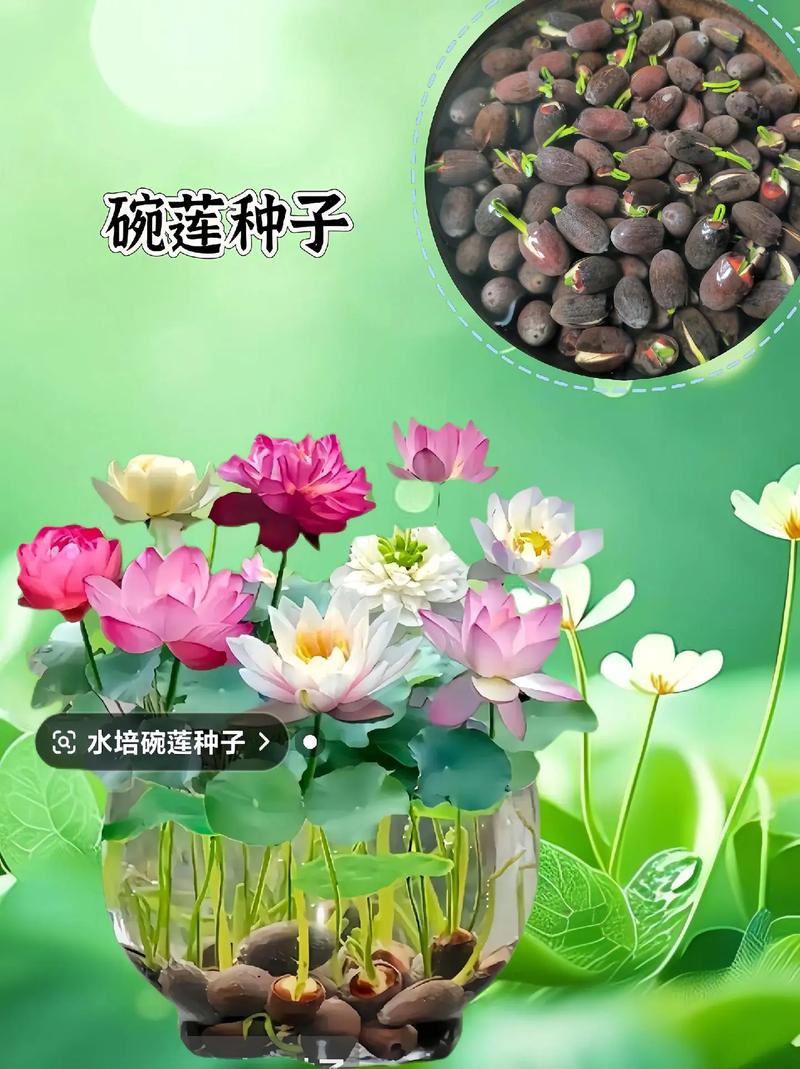 荷花种子如何开口