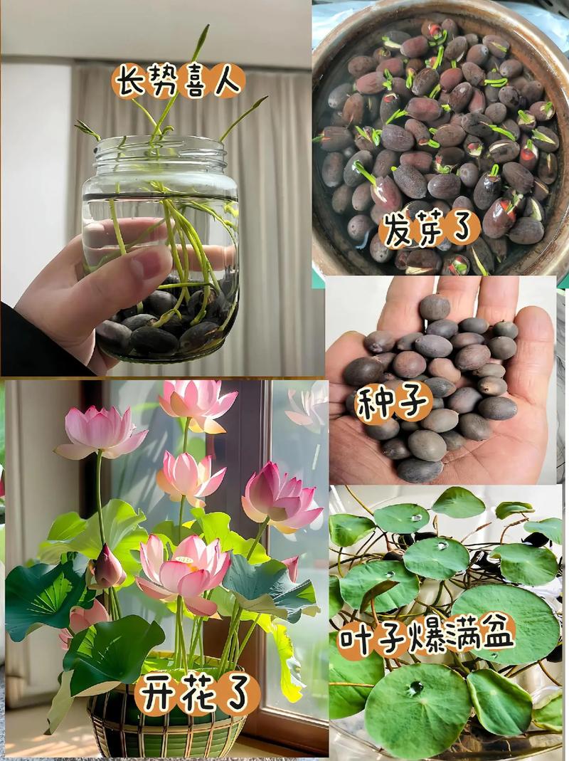 荷花种子怎么开口