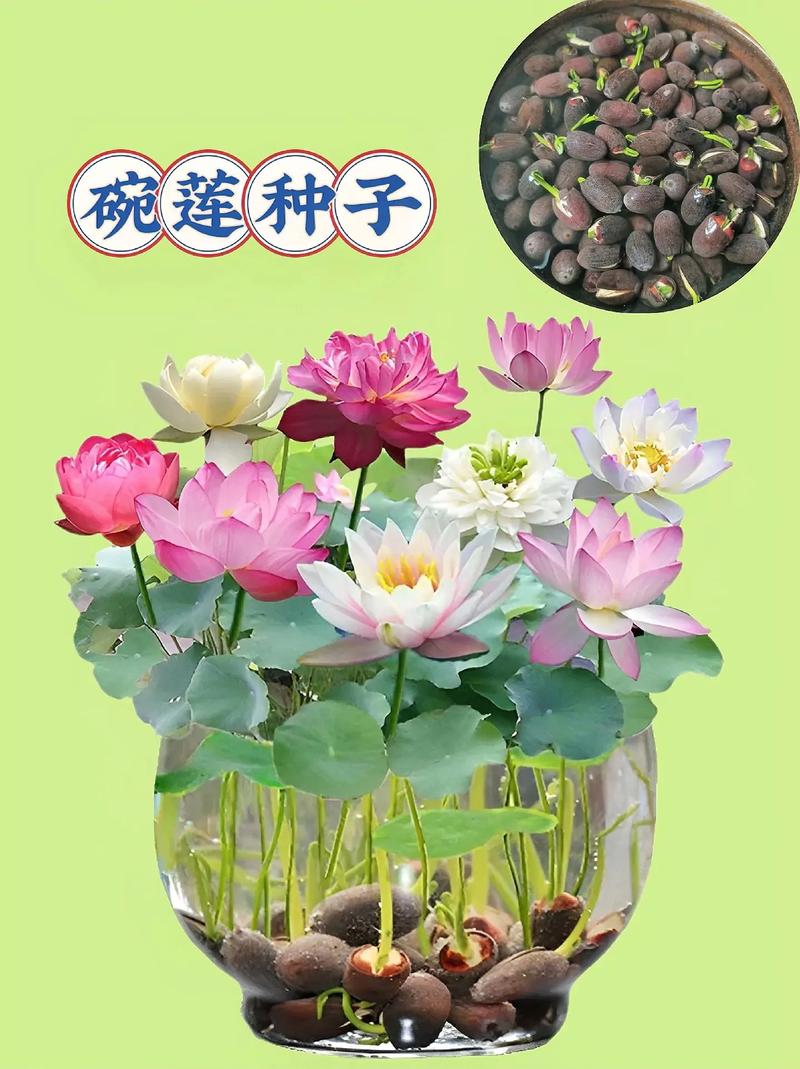 荷花种子的种植过程