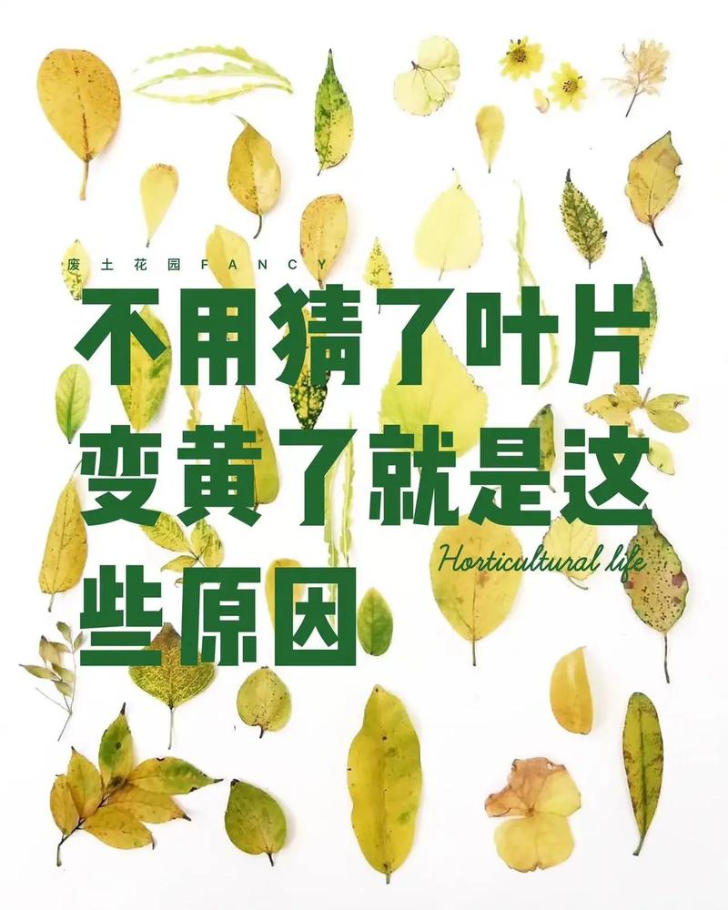 十二卷叶子发黄是怎么回事