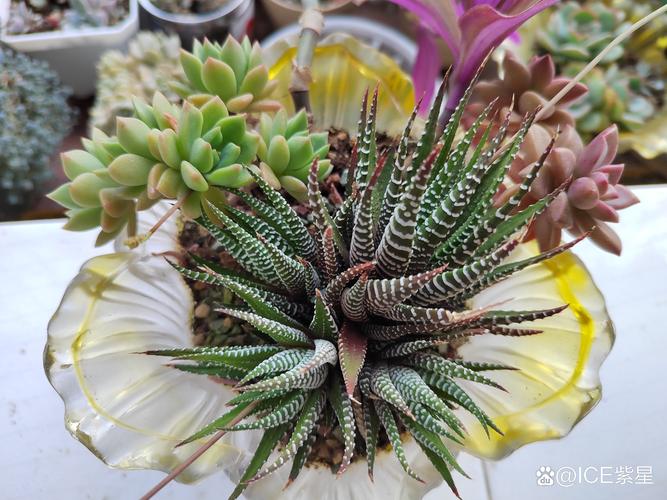 条纹十二卷叶子发黄怎么办