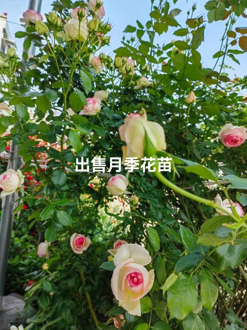 月季花什么时候栽成活率高些
