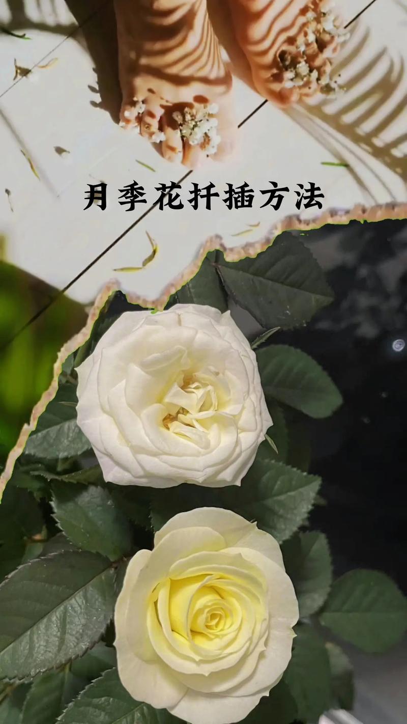 月季花扦插的最佳时间是什么时候?