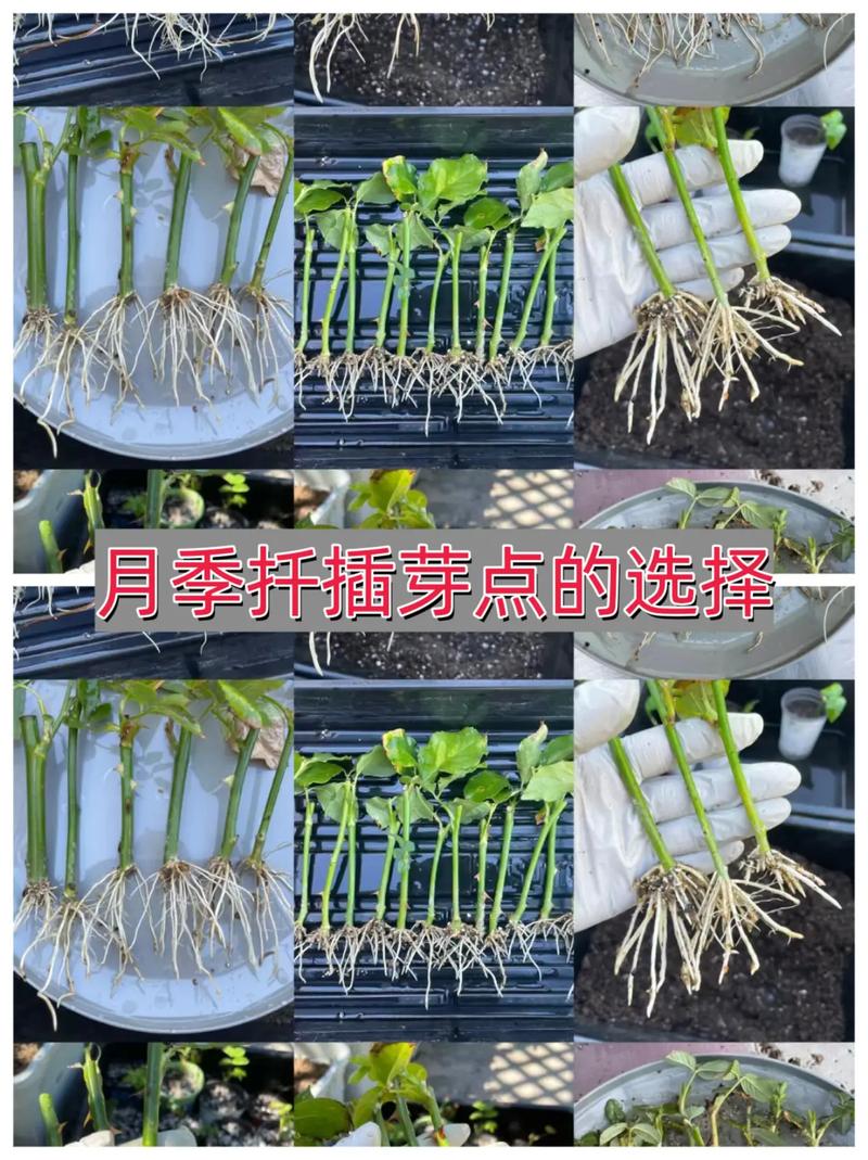 月季花扦插时间和方法及剪枝时间